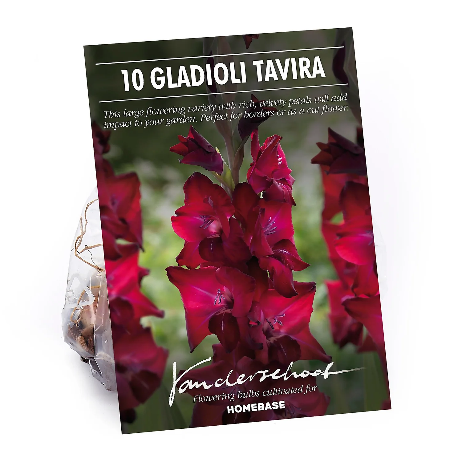 Gladioli Tavira Flower Bulbs 3 Gladioli Tavira Flower Bulbs