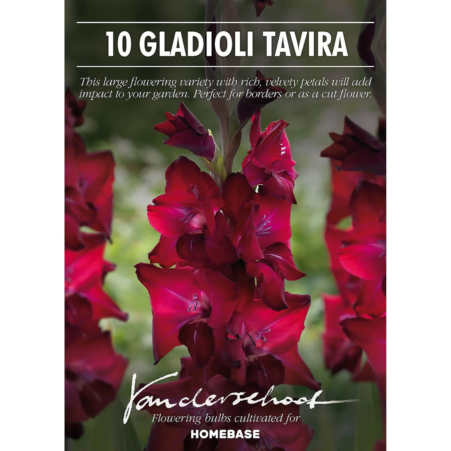 Gladioli Tavira Flower Bulbs 4 Gladioli Tavira Flower Bulbs - Image 2