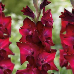 Gladioli Tavira Flower Bulbs 7 Gladioli Tavira Flower Bulbs -Elise Bloom 13436306 9655022448034649