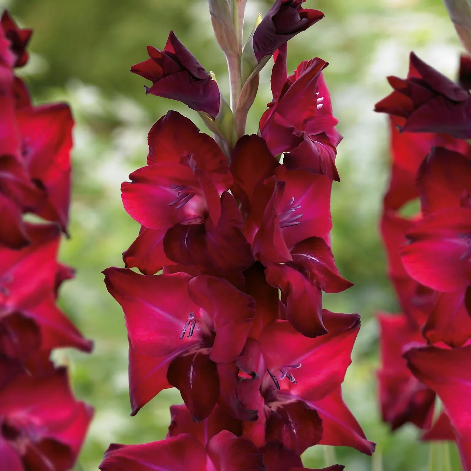 Gladioli Tavira Flower Bulbs 5 Gladioli Tavira Flower Bulbs - Image 3