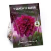 Dahlia Le Baron Flower Bulbs -Elise Bloom 13436310 1645022448117104