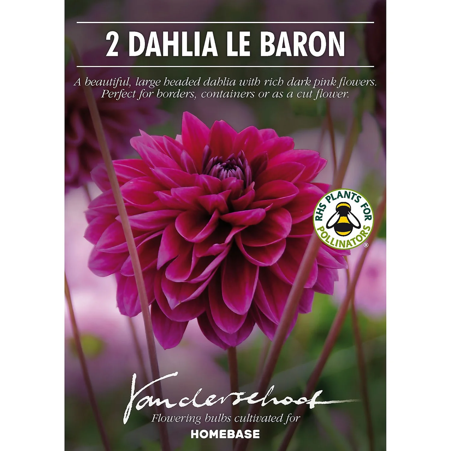 Dahlia Le Baron Flower Bulbs 4 Dahlia Le Baron Flower Bulbs - Image 2
