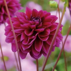 Dahlia Le Baron Flower Bulbs 7 Dahlia Le Baron Flower Bulbs -Elise Bloom 13436310 8565022448272576
