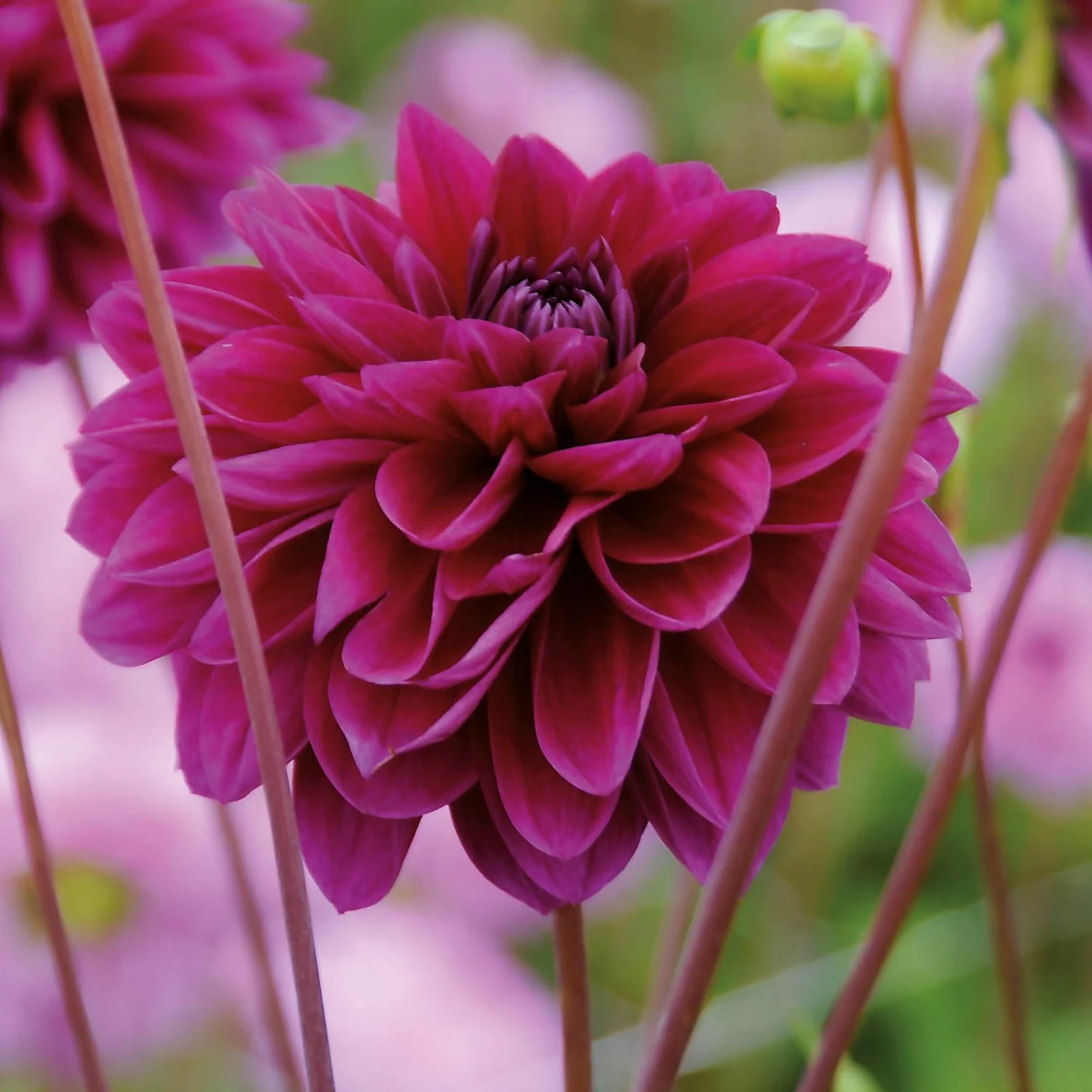 Dahlia Le Baron Flower Bulbs 5 Dahlia Le Baron Flower Bulbs - Image 3