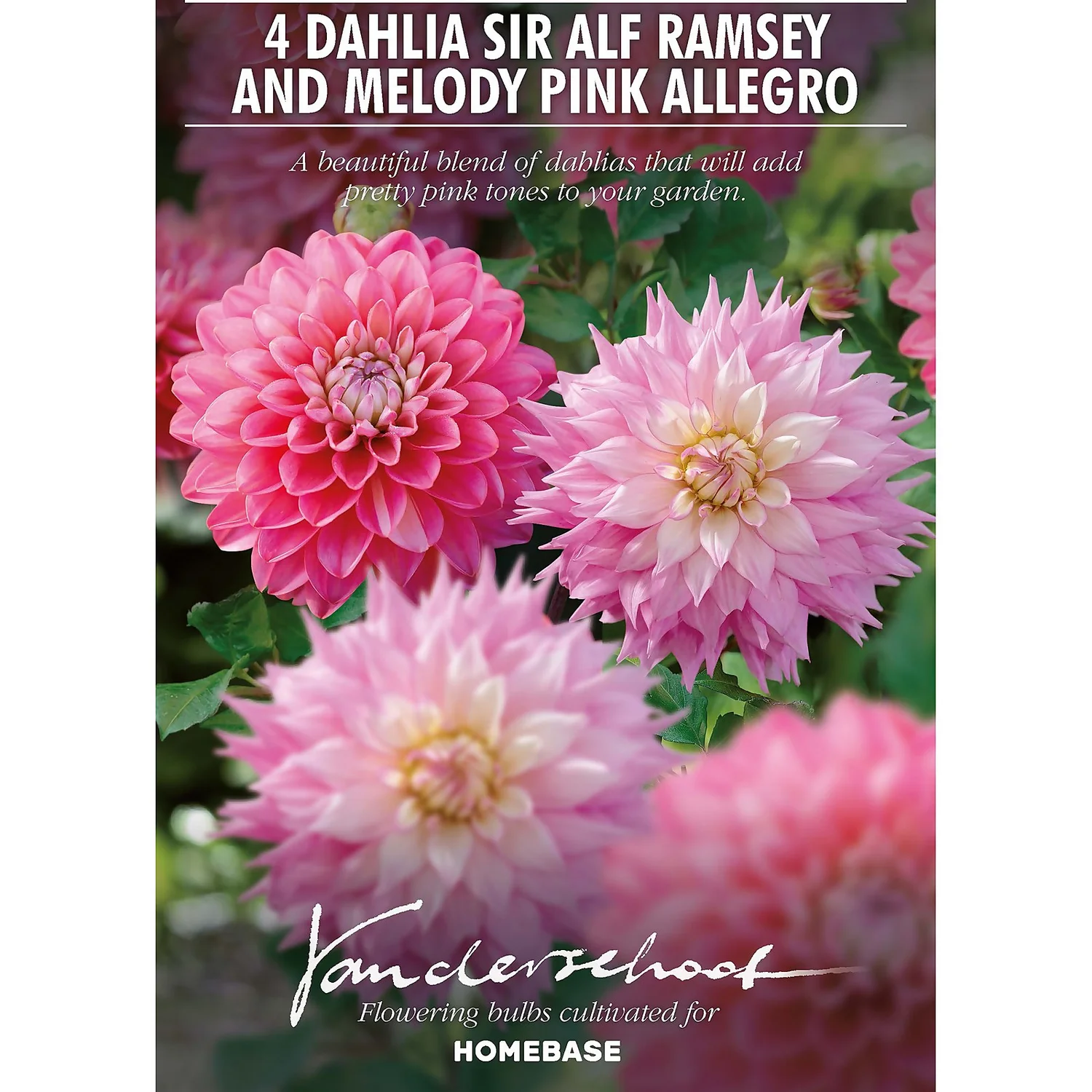 Dahlia Sir Ralph Ramsey And Melody Pink Allegro Flower Bulbs 4 Dahlia Sir Ralph Ramsey And Melody Pink Allegro Flower Bulbs - Image 2
