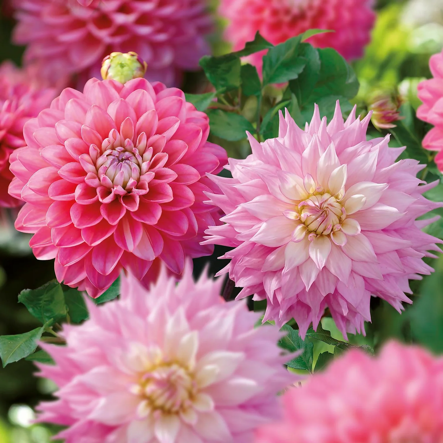 Dahlia Sir Ralph Ramsey And Melody Pink Allegro Flower Bulbs 5 Dahlia Sir Ralph Ramsey And Melody Pink Allegro Flower Bulbs - Image 3