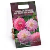 Dahlia Sir Ralph Ramsey And Melody Pink Allegro Flower Bulbs -Elise Bloom 13436312 5565022448169001