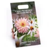 Dahlia Melody Gipsy And Honka Fragile Flower Bulbs 1 Dahlia Melody Gipsy And Honka Fragile Flower Bulbs -Elise Bloom 13436315 2025022447875778