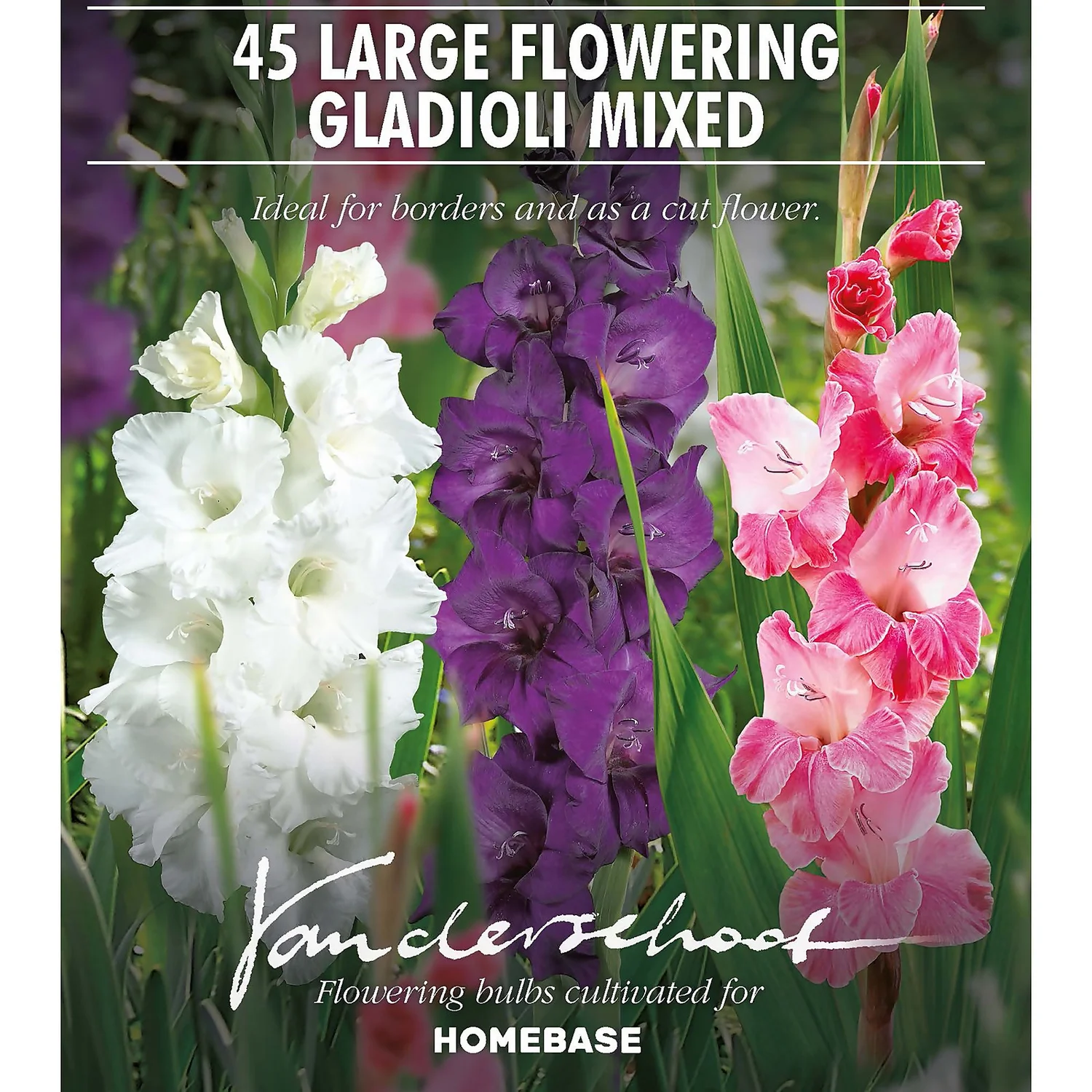 45 Large Flowering Gladioli Mixed 4 45 Large Flowering Gladioli Mixed - Image 2