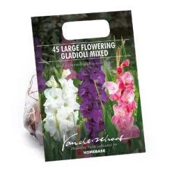 45 Large Flowering Gladioli Mixed