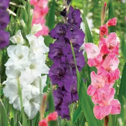 45 Large Flowering Gladioli Mixed 7 45 Large Flowering Gladioli Mixed -Elise Bloom 13436316 8465022448265568