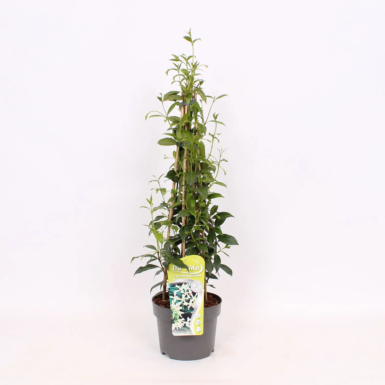 Trachelospermum Jasminoides White Wings 19cm 4-Cane 60cm 3 Trachelospermum Jasminoides White Wings 19cm 4-Cane 60cm