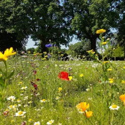 Empathy Mini Meadow Seeds 3 Sq.m 13 Empathy Mini Meadow Seeds 3 Sq.m -Elise Bloom 13478323 2054929068906490