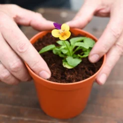 Coco & Coir Coco Grow+ Seed & Cutting Compost + 20% Perlite - 15L -Elise Bloom 13487127 4074919980845315