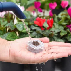 Coco & Coir Seed Germination Dots - 40mm -Elise Bloom 13487129 7814919981385408