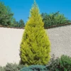 Cupressus Macr. Goldcrest Wilma Pyramid (Cupressus Macrocarpa Goldcrest) 14cm 2 Cupressus Macr. Goldcrest Wilma Pyramid (Cupressus Macrocarpa Goldcrest) 14cm -Elise Bloom 13499857 1824929386722332