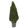 Buxus (Box) 24cm Pyramid 70-80cm -Elise Bloom 13499871 7055047258923294