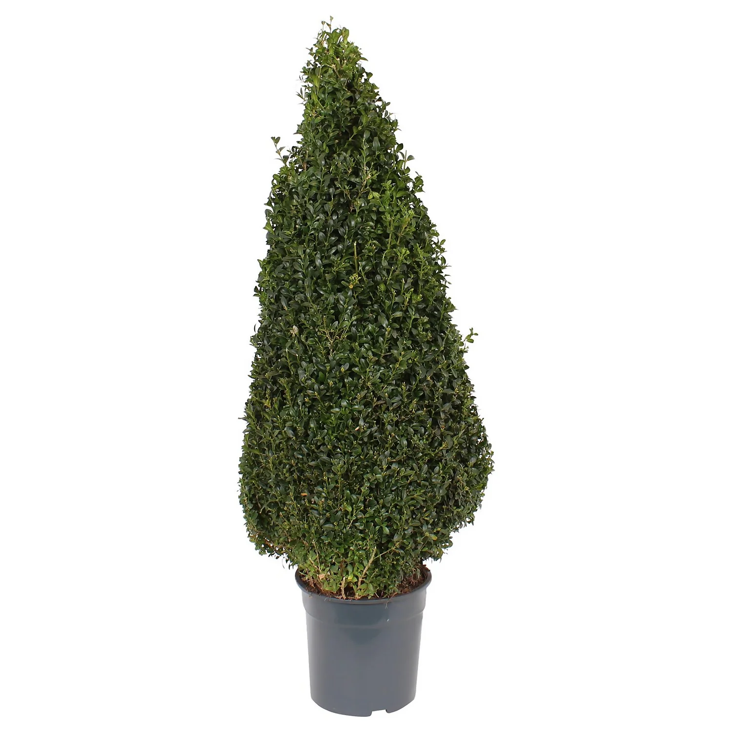 Buxus (Box) 24cm Pyramid 70-80cm 3 Buxus (Box) 24cm Pyramid 70-80cm