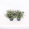 Convolvulus Cneorum 17cm -Elise Bloom 13499874 1585047258867530