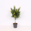 Genista Blooming Dreams 17cm STD 2 Genista Blooming Dreams 17cm STD -Elise Bloom 13500505 1065047258921386