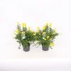 Genista Blooming Dreams 13cm -Elise Bloom 13500516 1285047259072139