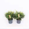 Genista Blooming Dreams 17cm -Elise Bloom 13500519 6545047258868073