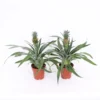 Pineapple 13 Cm 1 Pineapple 13 Cm -Elise Bloom 13505081 2145037175520892