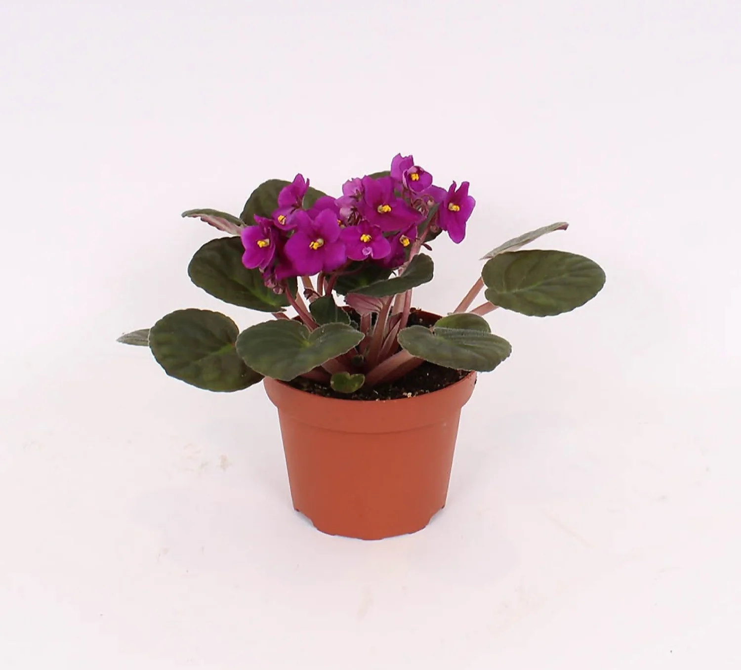 None Saintpaulia Mix - 12cm 4 None Saintpaulia Mix - 12cm - Image 2