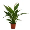 Spathiphyllum (Peace Lily) House Plant - 17cm -Elise Bloom 13510285 1854919029918071