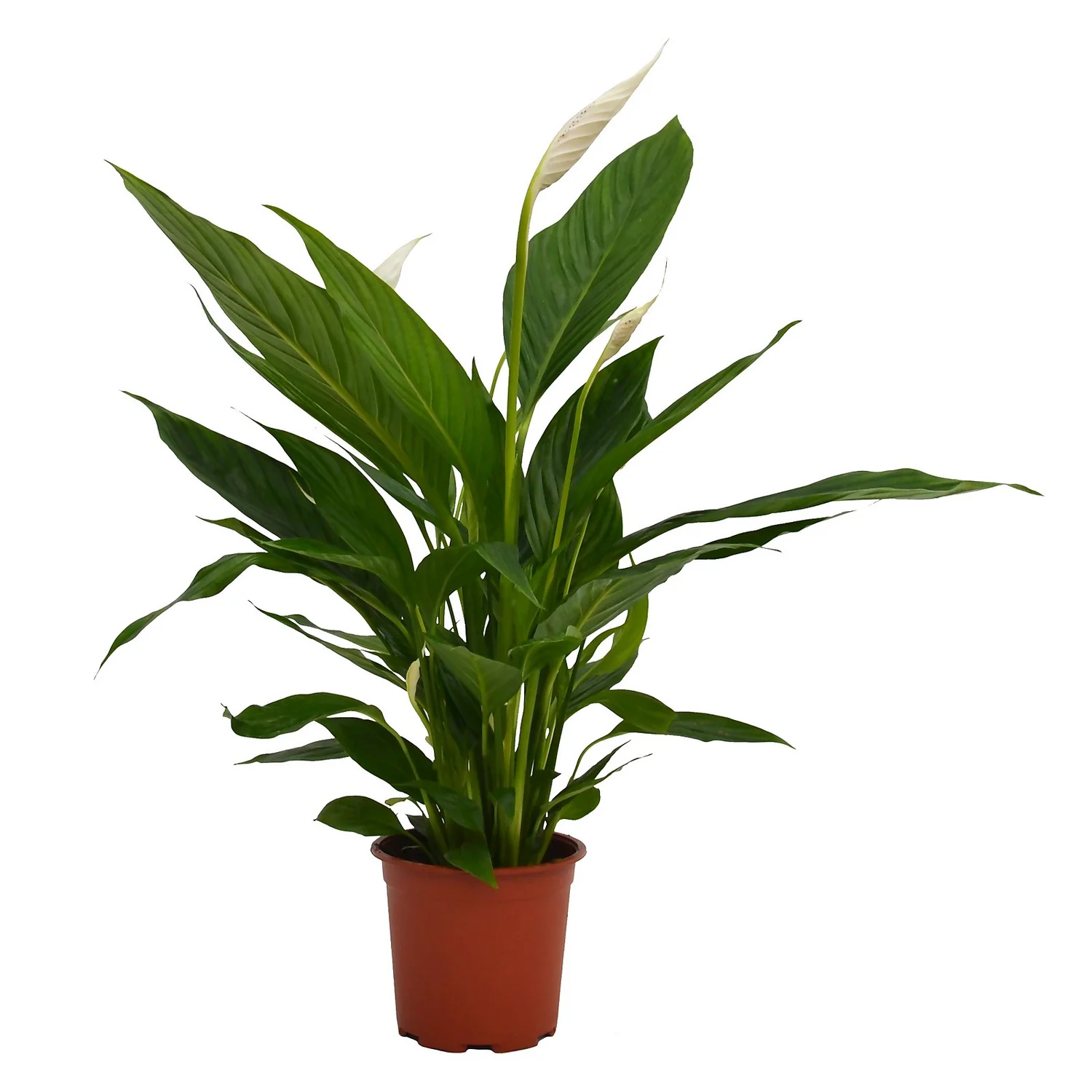 Spathiphyllum (Peace Lily) House Plant - 17cm 3 Spathiphyllum (Peace Lily) House Plant - 17cm