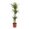 Dracaena Deremensis Lemon Lime Jumbo (Dragon Tree) 90-60-30cm - Pot Size 24cm 1 Dracaena Deremensis Lemon Lime Jumbo (Dragon Tree) 90-60-30cm - Pot Size 24cm -Elise Bloom 13510286 1124923873652944