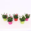 Dianthus Oscar Mix 10.5cm 2 Dianthus Oscar Mix 10.5cm -Elise Bloom 13515361 2025047259004720