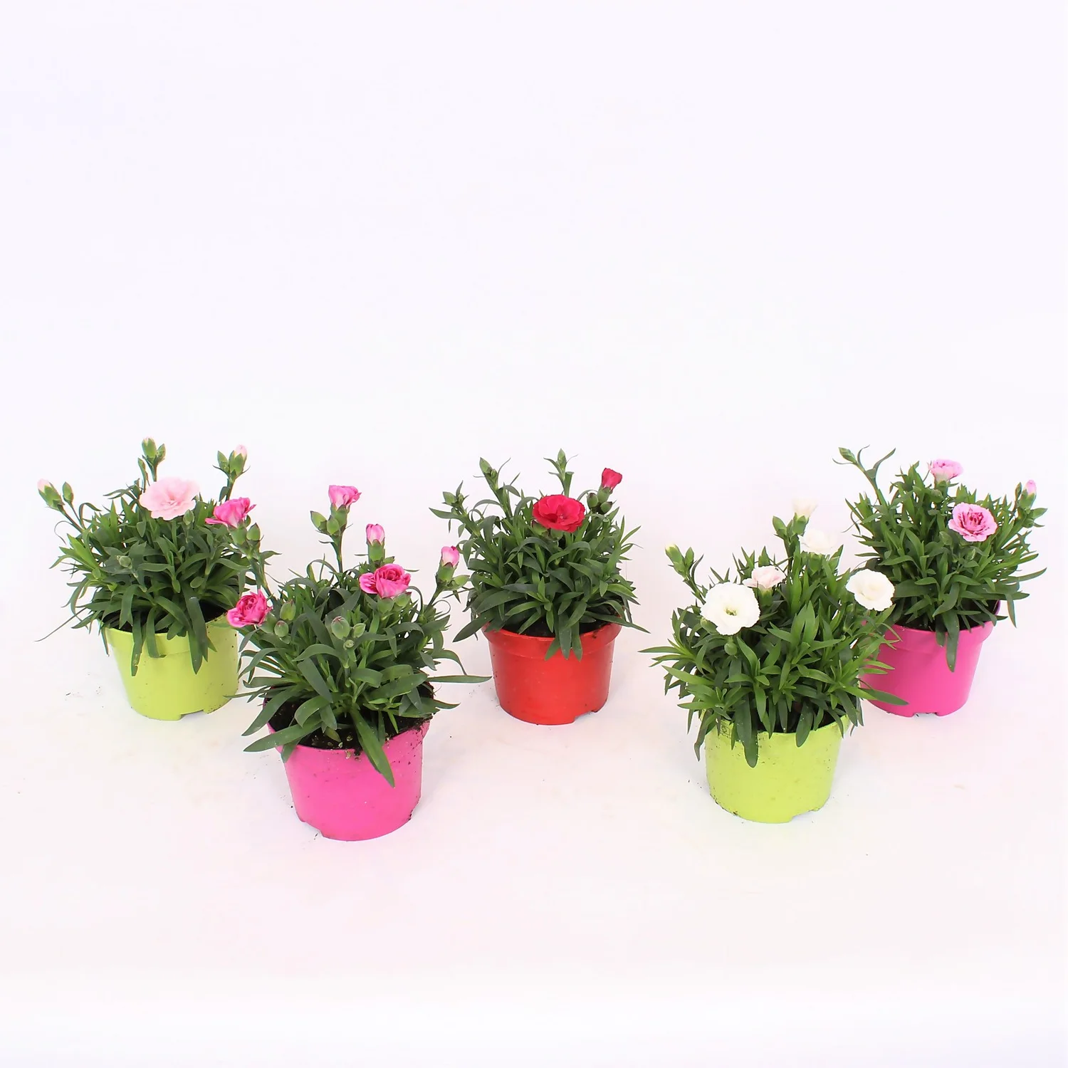 Dianthus Oscar Mix 10.5cm 3 Dianthus Oscar Mix 10.5cm