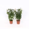 Jasmine Polyanthum 12cm Trellis 1 Jasmine Polyanthum 12cm Trellis -Elise Bloom 13515363 1725047258978098