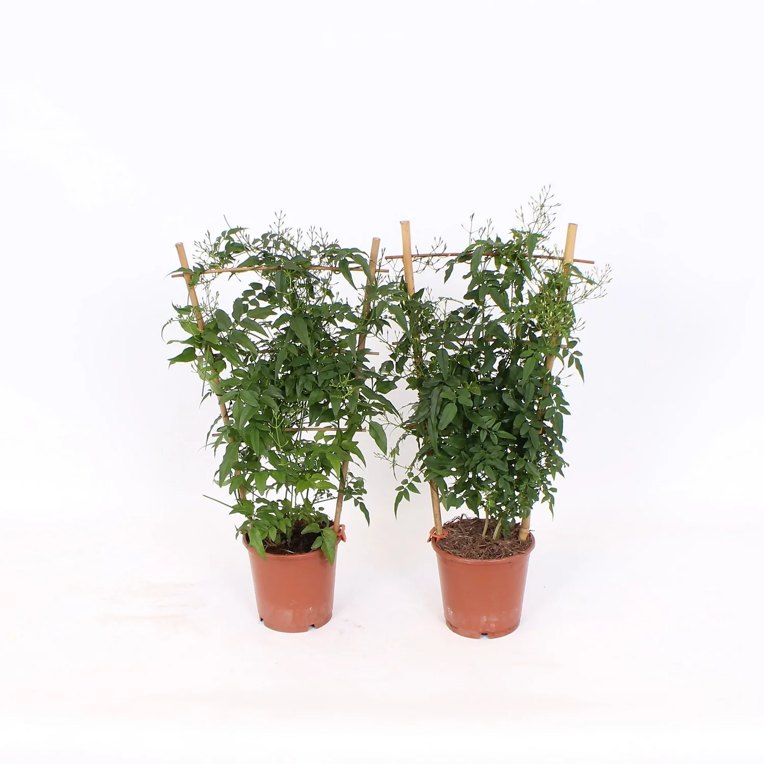 Jasmine Polyanthum 12cm Trellis 3 Jasmine Polyanthum 12cm Trellis