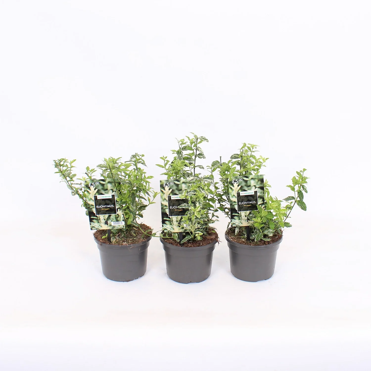 Euonymus Fortunei Harlequin 13cm 3 Euonymus Fortunei Harlequin 13cm