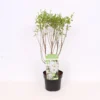 Exochorda Pearlbush Magical Springtime 21cm -Elise Bloom 13515384 6115047259021718