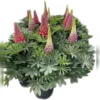West Country Lupins Mix 5L 1 West Country Lupins Mix 5L -Elise Bloom 13515400 1065053229762916