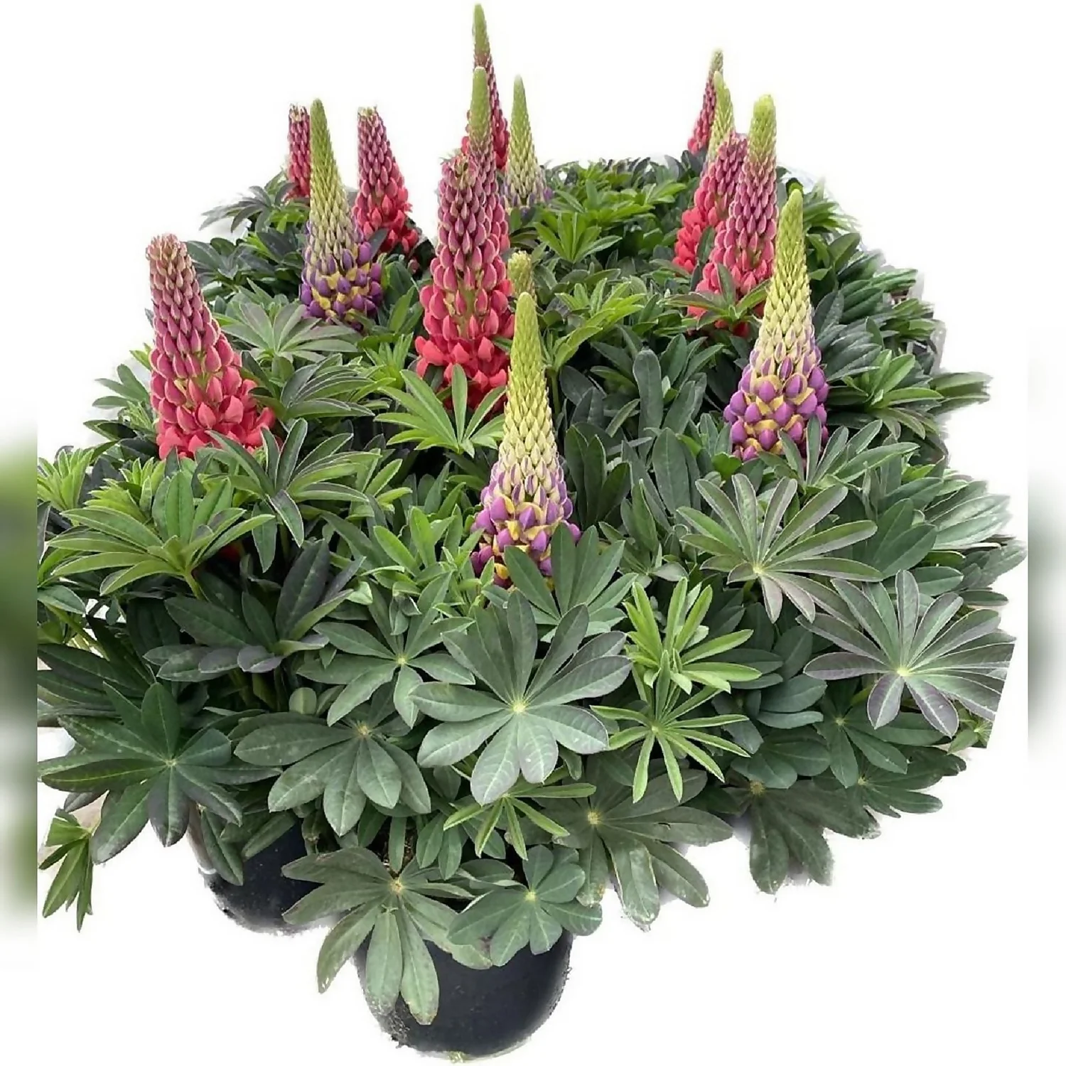 West Country Lupins Mix 5L 3 West Country Lupins Mix 5L