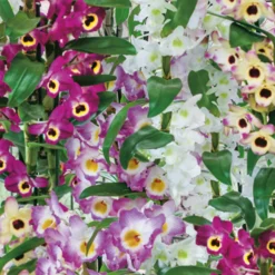 Dendrobium Nobile Mix -Elise Bloom 13515402 1264942291463922