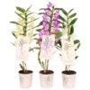 Dendrobium Nobile Mix 2 Dendrobium Nobile Mix -Elise Bloom 13515402 3104941823882512