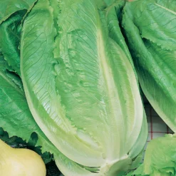 Mr. Fothergill's Lettuce Romaine Ballon Seeds 6 Mr. Fothergill's Lettuce Romaine Ballon Seeds -Elise Bloom 13515419 1064926005638422
