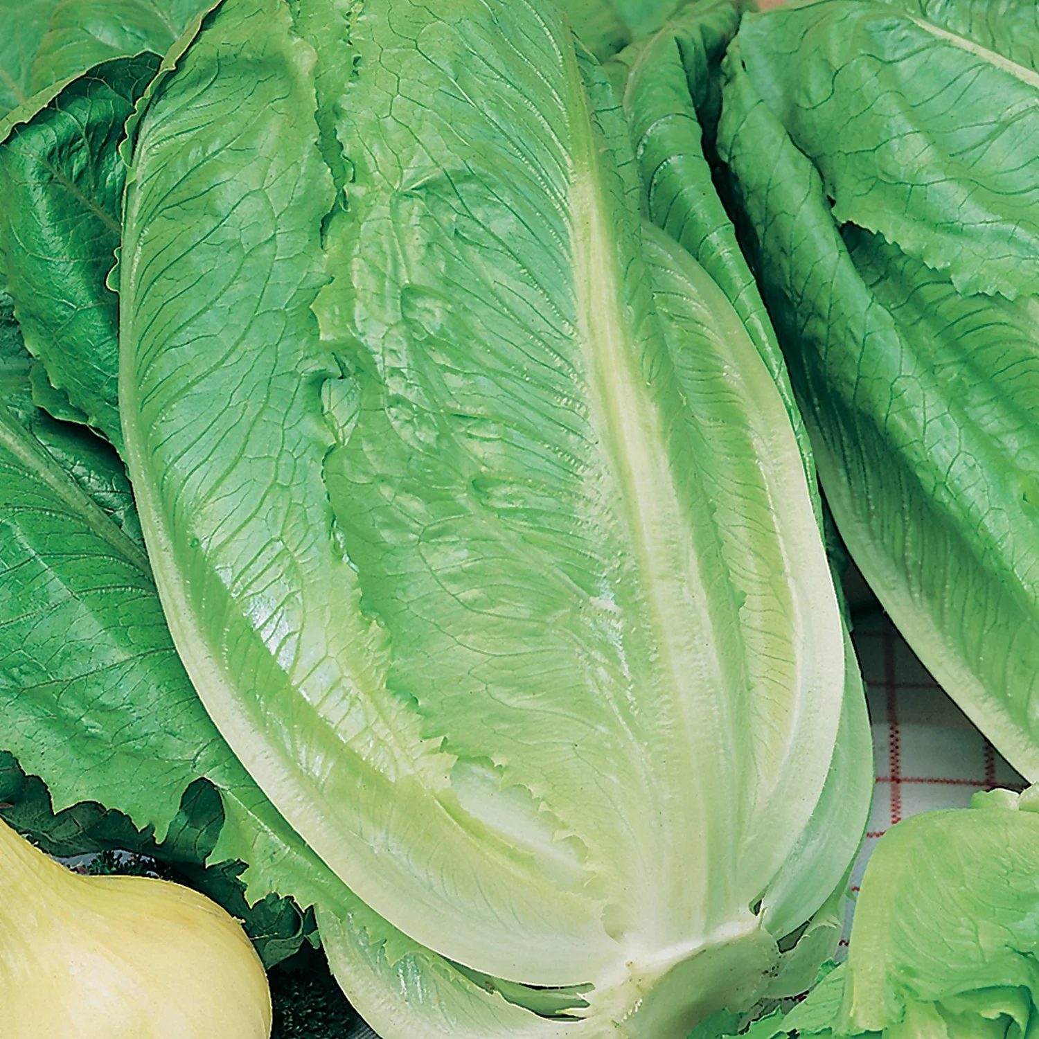 Mr. Fothergill's Lettuce Romaine Ballon Seeds 4 Mr. Fothergill's Lettuce Romaine Ballon Seeds - Image 2