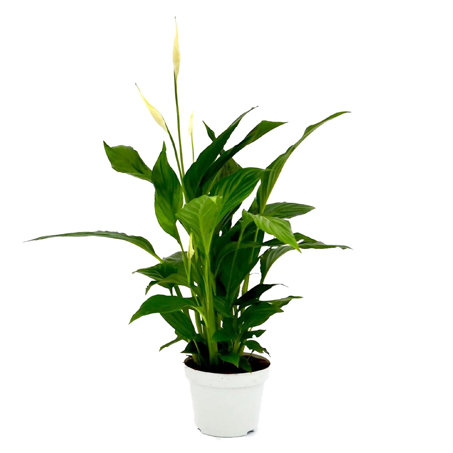 Spathiphyllum (Peace Lily) Houseplant - 13cm 3 Spathiphyllum (Peace Lily) Houseplant - 13cm