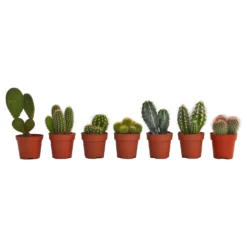 Cactus Mix In 8.5cm Pot -Elise Bloom 13528689 5664924200795540