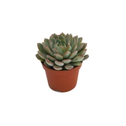 Echeveria Mix 10.5cm -Elise Bloom 13528697 1205036620817067