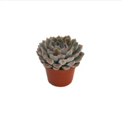 Echeveria Mix 10.5cm -Elise Bloom 13528697 1385036620887390