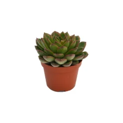 Echeveria Mix 10.5cm -Elise Bloom 13528697 6275036620959987