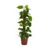Scindapsus (Devils Ivy) 80cm Mosspole - Pot Size 19cm 2 Scindapsus (Devils Ivy) 80cm Mosspole - Pot Size 19cm -Elise Bloom 13528700 1484924411194429