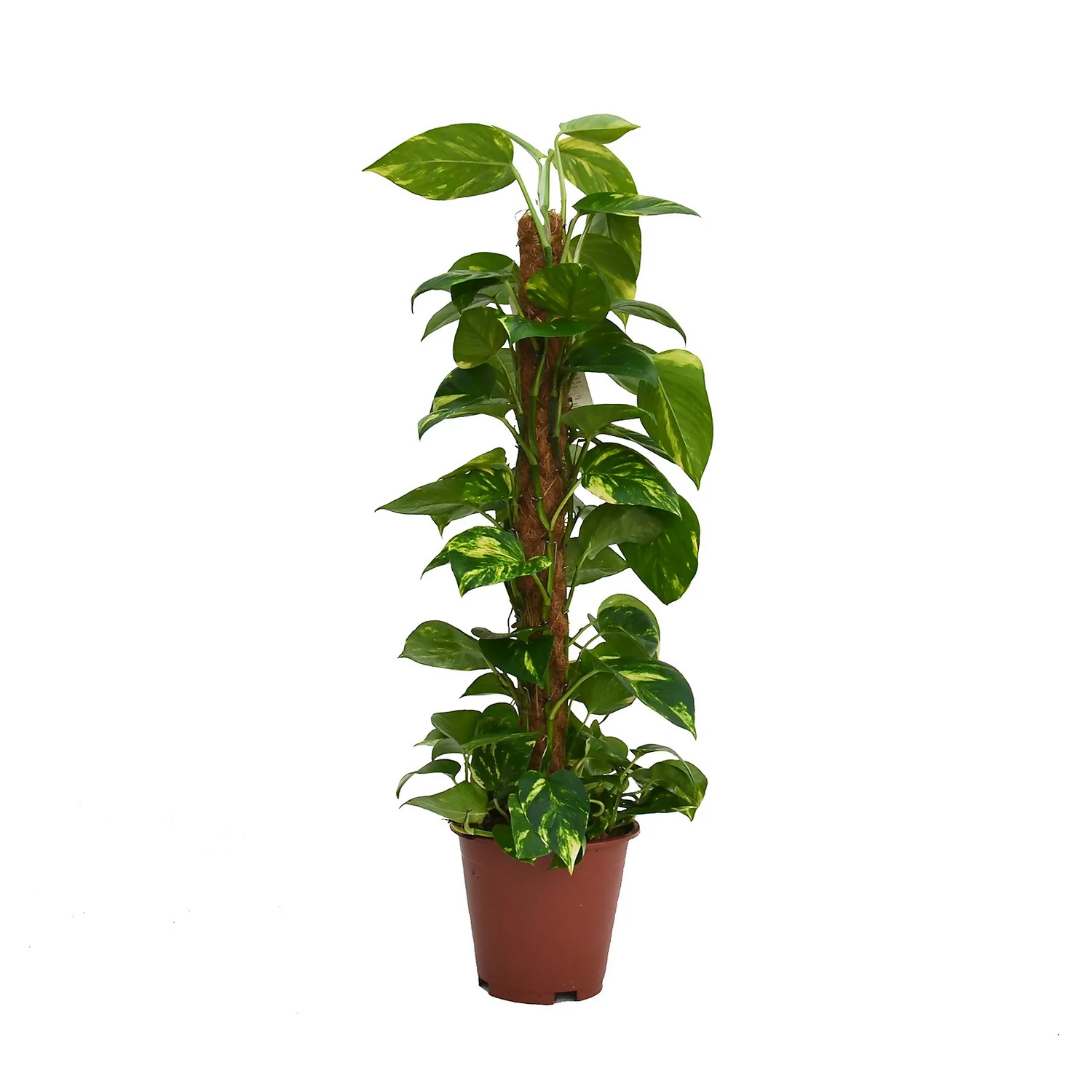 Scindapsus (Devils Ivy) 80cm Mosspole - Pot Size 19cm 3 Scindapsus (Devils Ivy) 80cm Mosspole - Pot Size 19cm
